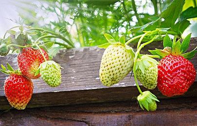 优化灾难！ 《失落之魂》Steam评价“多半差评”